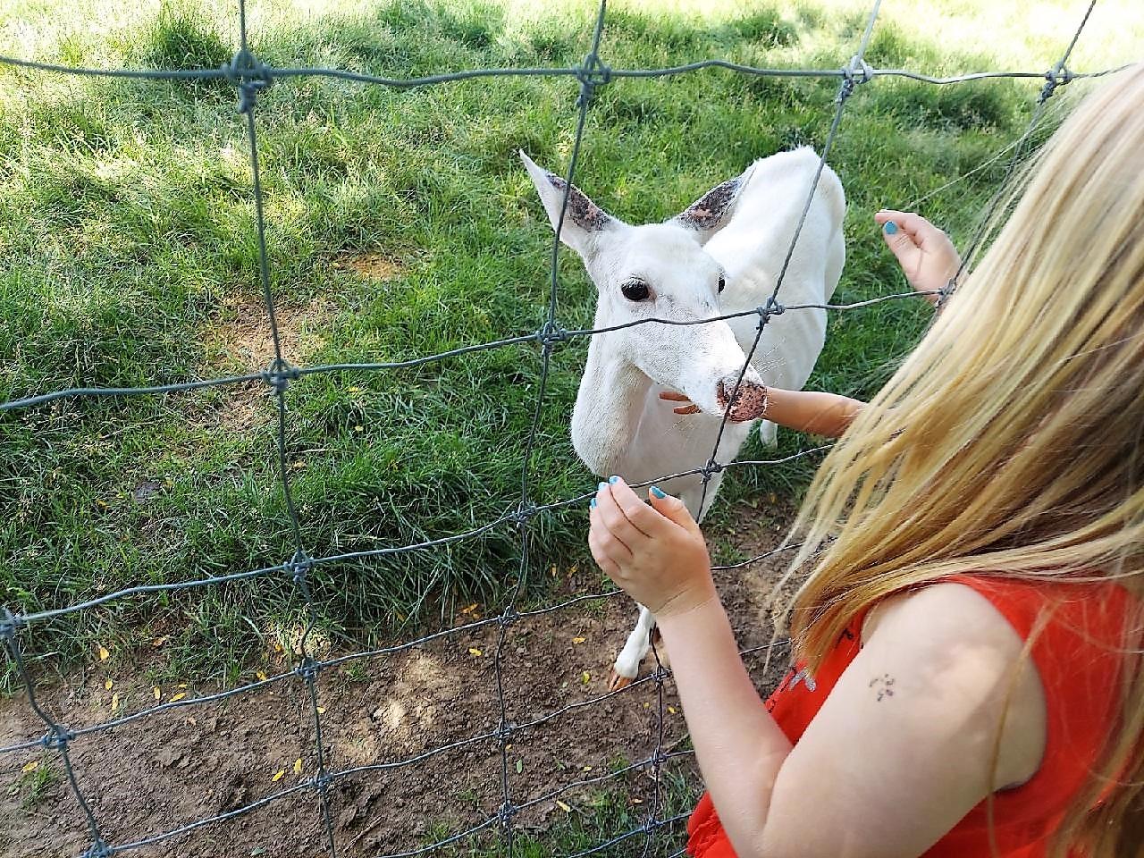 Girl feeding animal at deer farm